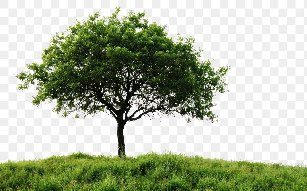 PNG Tree outdoors plant tranquility. AI generated Image by rawpixel.