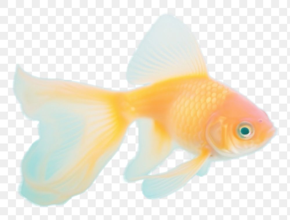 PNG  A goldfish animal pomacentridae vibrant color. AI generated Image by rawpixel.
