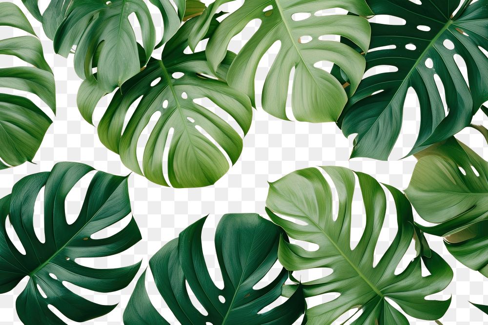 PNG Isolated monstera leaves backgrounds plant green.