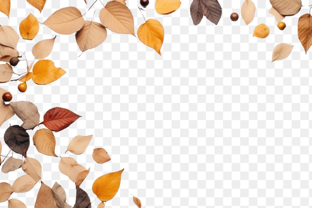 PNG Fall leaves backgrounds autumn plant.