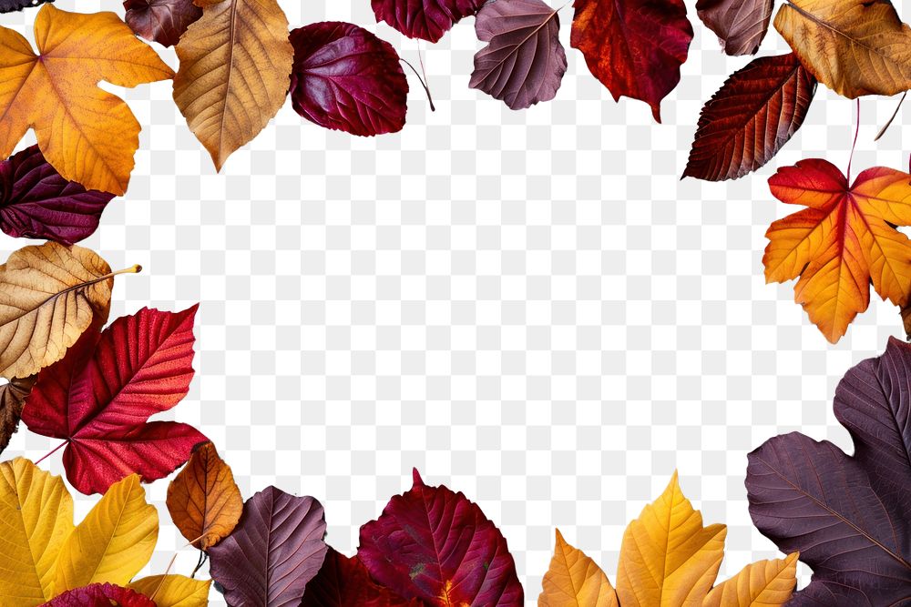 PNG Fall leaves backgrounds outdoors autumn.