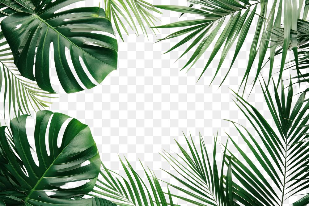 PNG Palm leaves backgrounds outdoors nature.