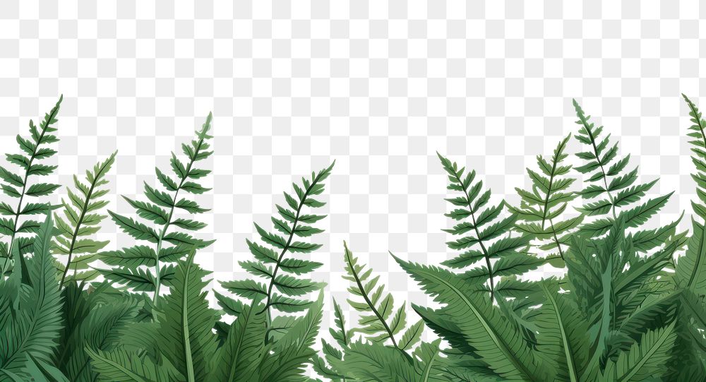 PNG Fern backgrounds vegetation plant.