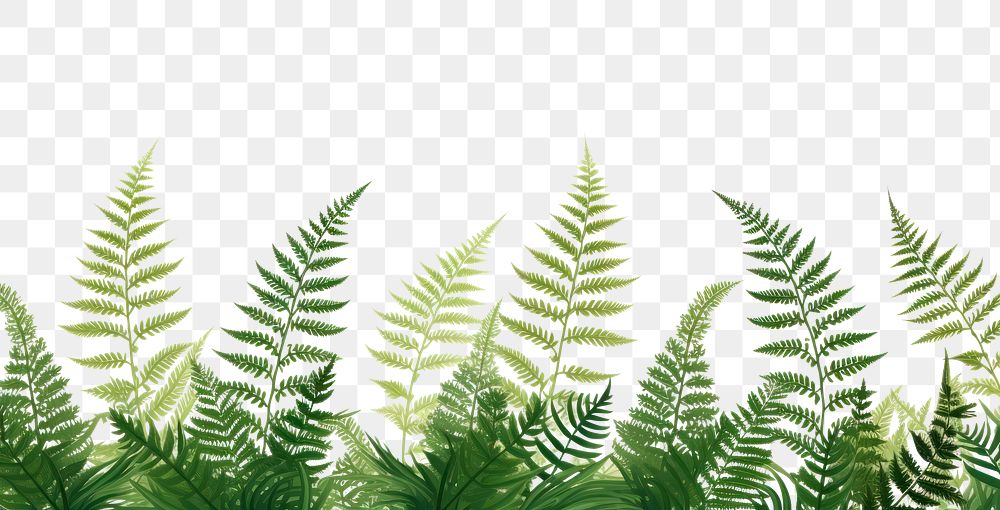 PNG Ferns backgrounds plant leaf.