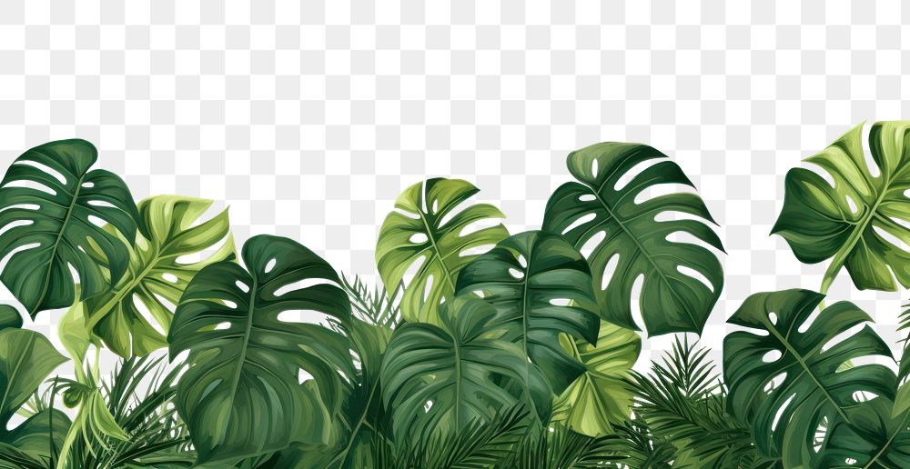 PNG Monstera backgrounds vegetation outdoors.