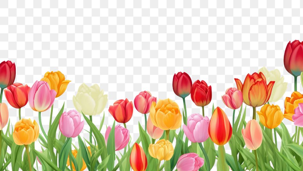 PNG Tulip backgrounds outdoors flower.