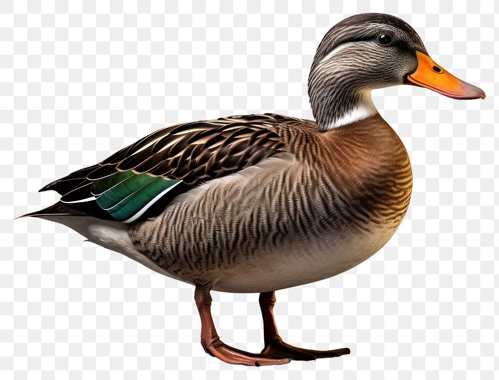 PNG  Animal bird duck anseriformes. AI generated Image by rawpixel.