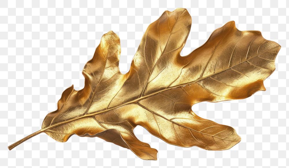 PNG Oak leaf plant tree gold.