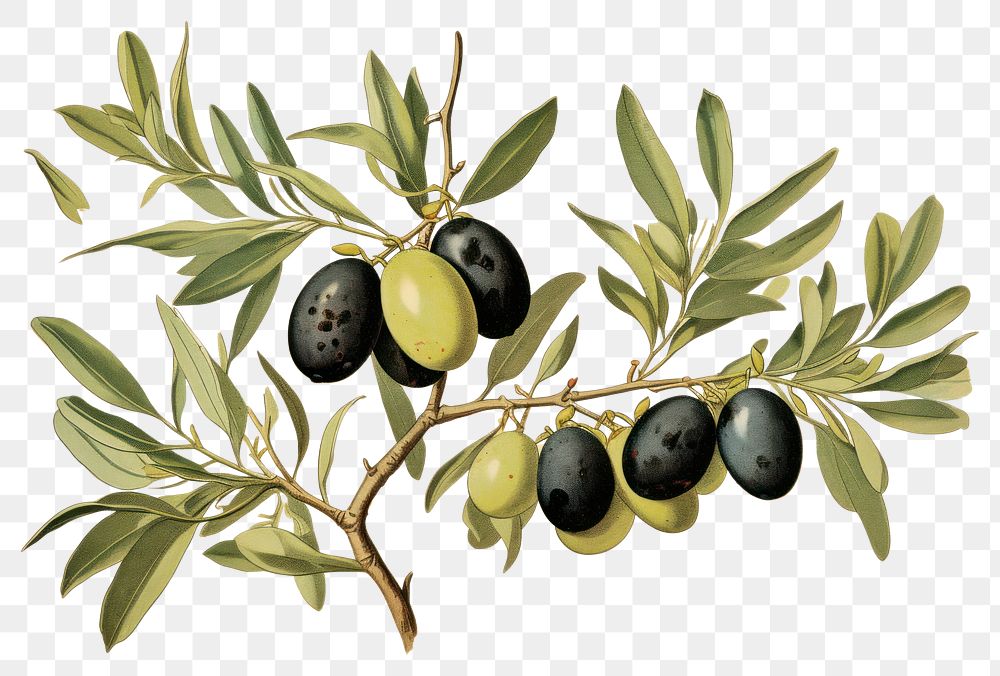 PNG Olive plant fruit food.