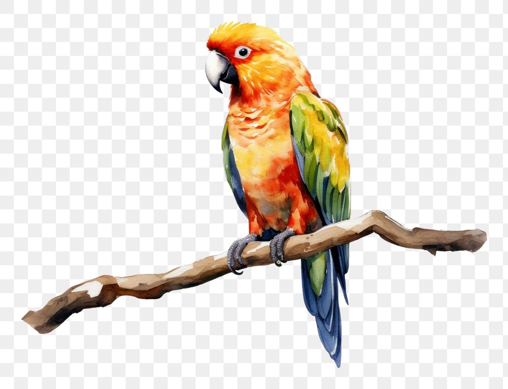 PNG Parrot animal bird creativity.