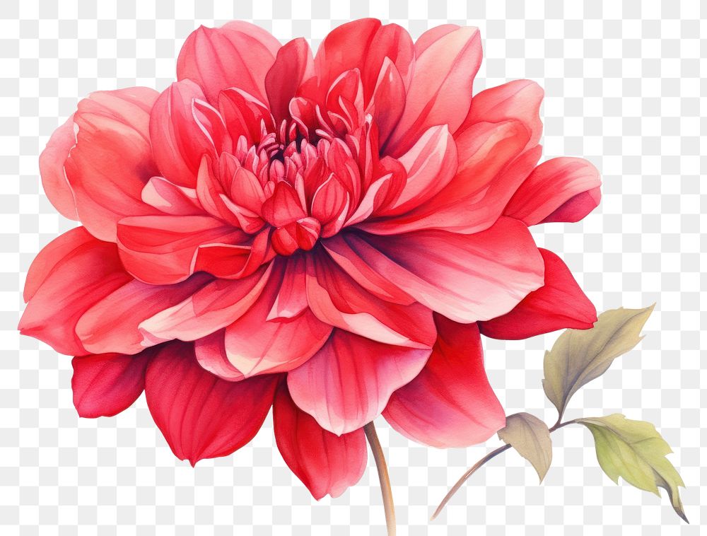 PNG Red flower dahlia plant inflorescence.