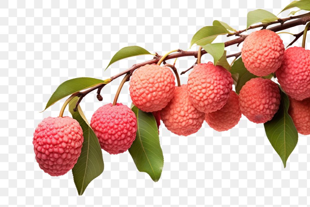 PNG Lychee fruit plant berry.