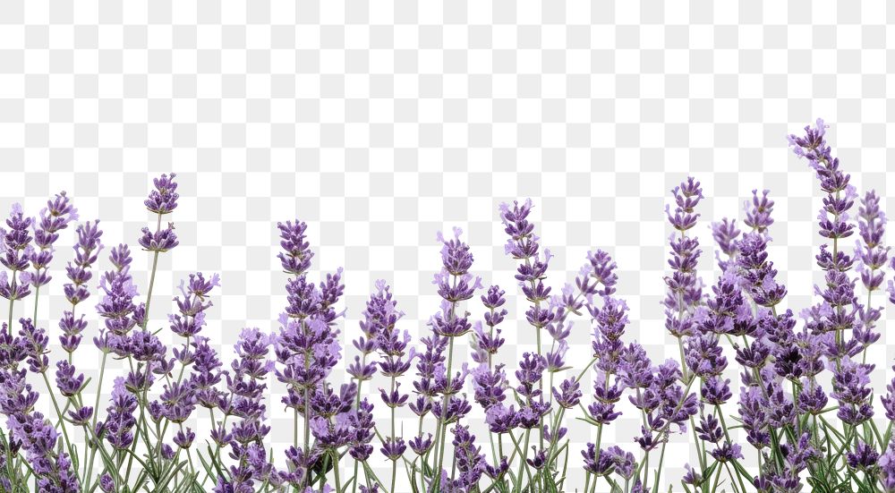 PNG Lavender backgrounds blossom flower.