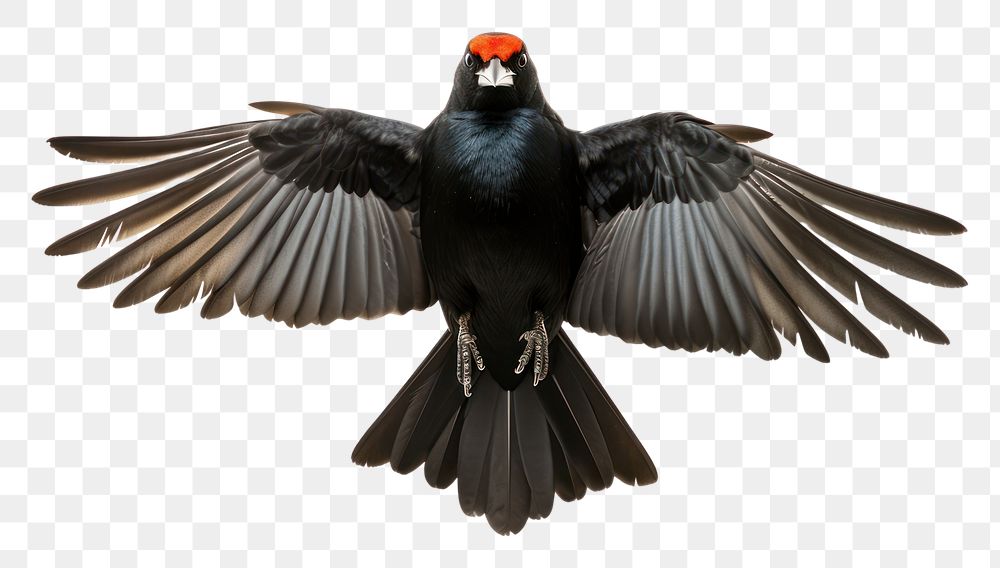 PNG  Red winged blackbird animal beak white background. AI generated Image by rawpixel.