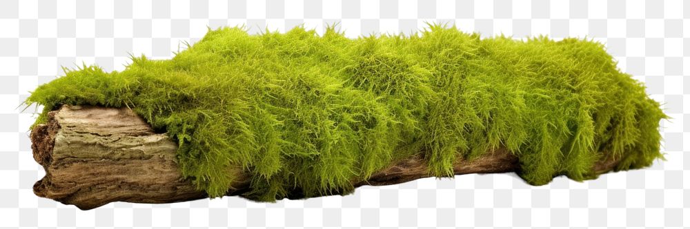 PNG Green moss plant tree white background. AI generated Image by rawpixel.