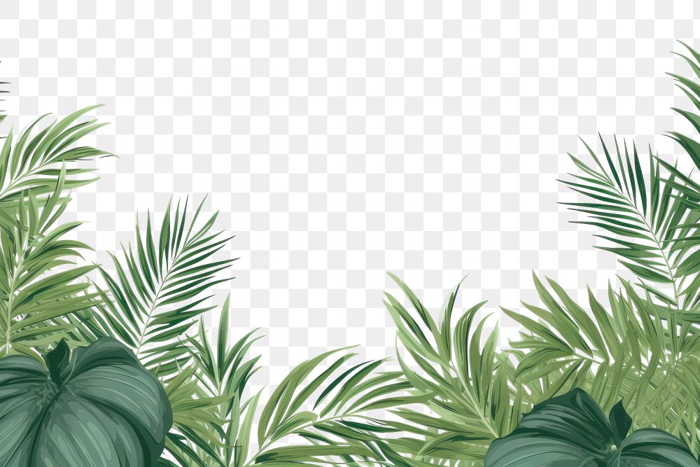 PNG Palm leaves border outdoors nature plant.