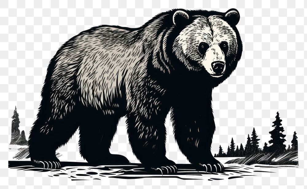 PNG  Bear bear wildlife mammal.