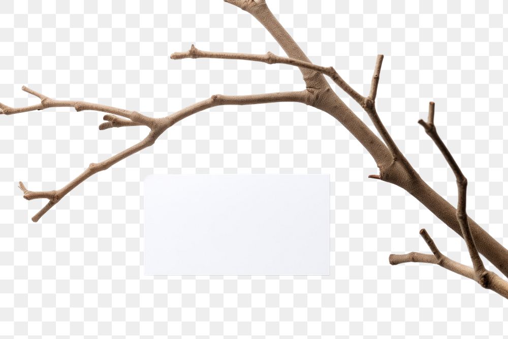 PNG Business card on a branch simplicity plant white.