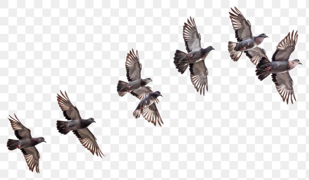 PNG  Flying birds formation of pigeons many animal white background wildlife.