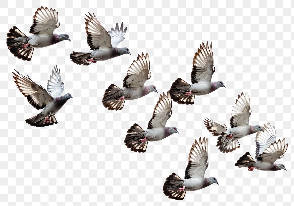 PNG  Flying birds formation of pigeons many animal white white background.