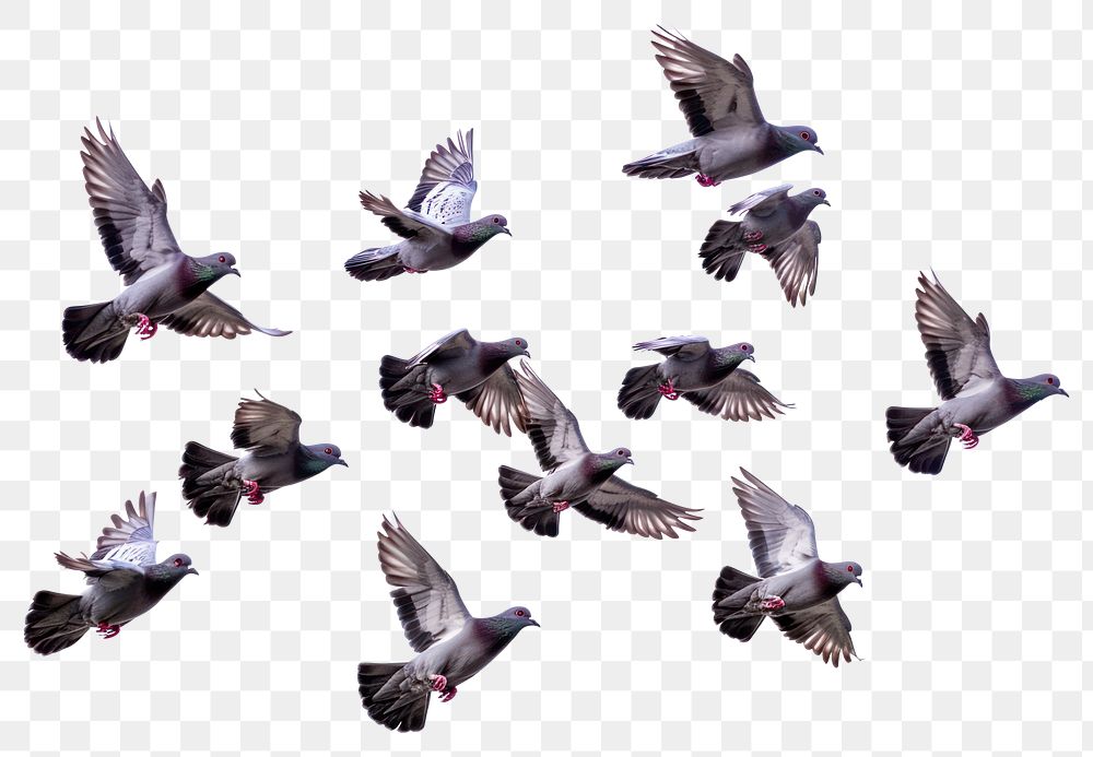 PNG  Flying birds formation of pigeons many animal white background wildlife.