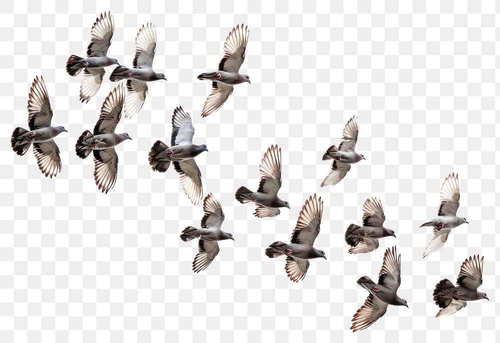 PNG  Flying birds formation of pigeons many animal flock white background.
