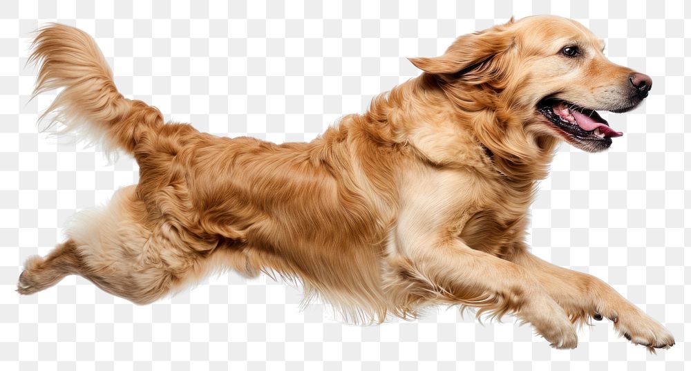 PNG  Happy Golden Retriever jumping retriever mammal animal.