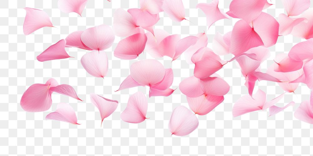 PNG Pink flower petals flying in the air backgrounds plant white background.