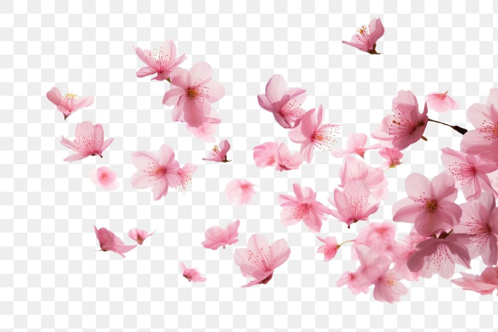 PNG Sakura petals flying in the air backgrounds blossom flower.