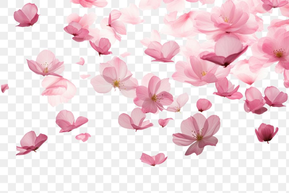 PNG  Sakura petals flying in the air backgrounds blossom flower.