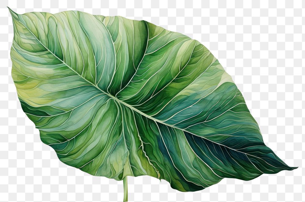 PNG Green tropical leaves leaf nature plant.