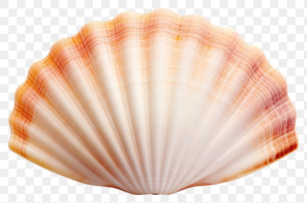 PNG Ocean shell seashell clam white background.