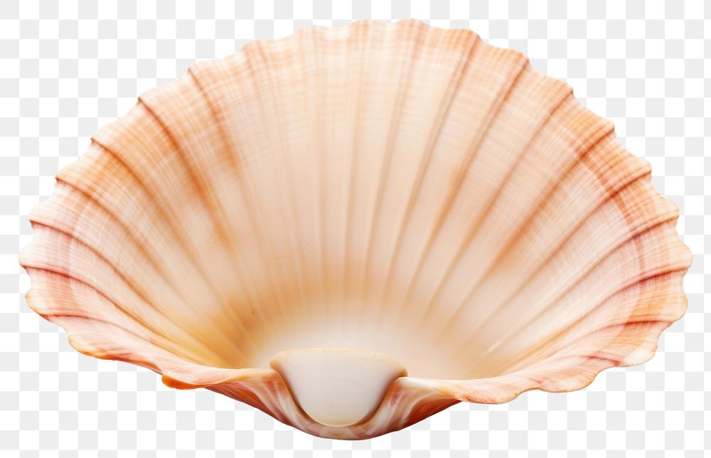 PNG Ocean shell seashell clam white background.