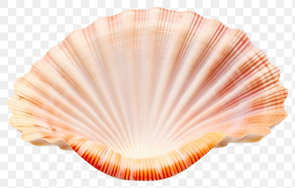 PNG Ocean shell seashell seafood clam.