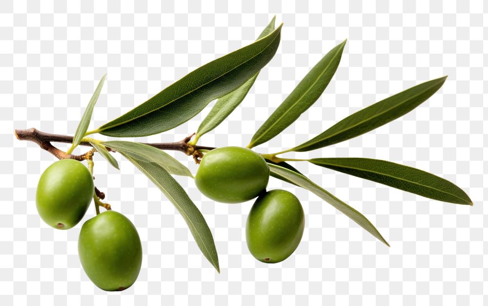 PNG Olive branch fruit plant food.