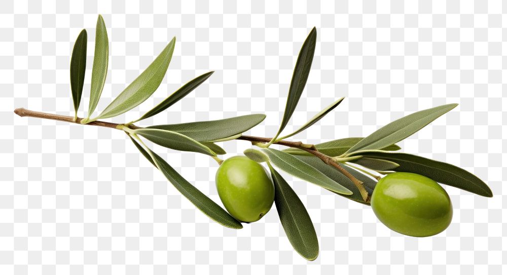 PNG Olive branch plant leaf food.