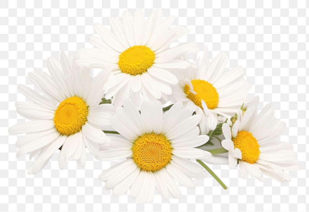 PNG Daisy flowers petal plant white.