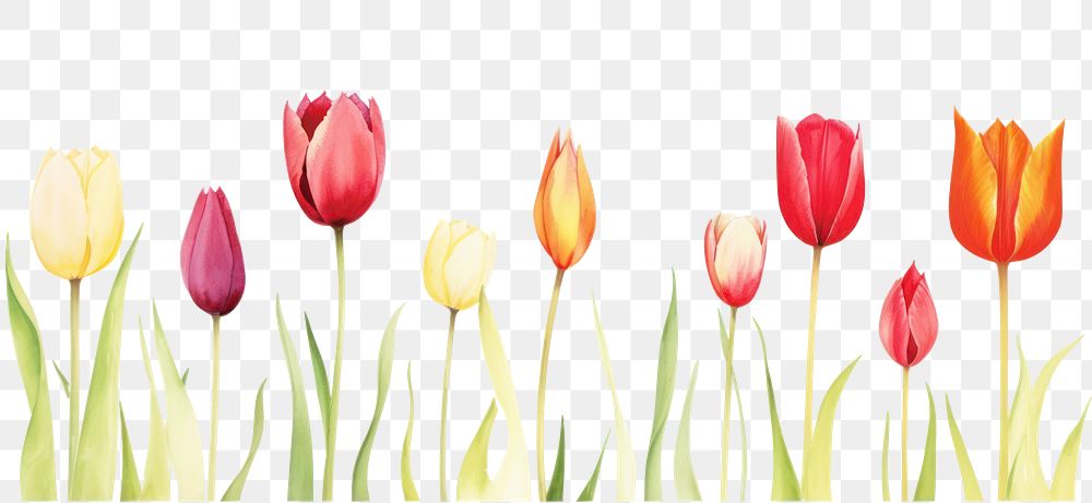 PNG Tulips flower plant white background.