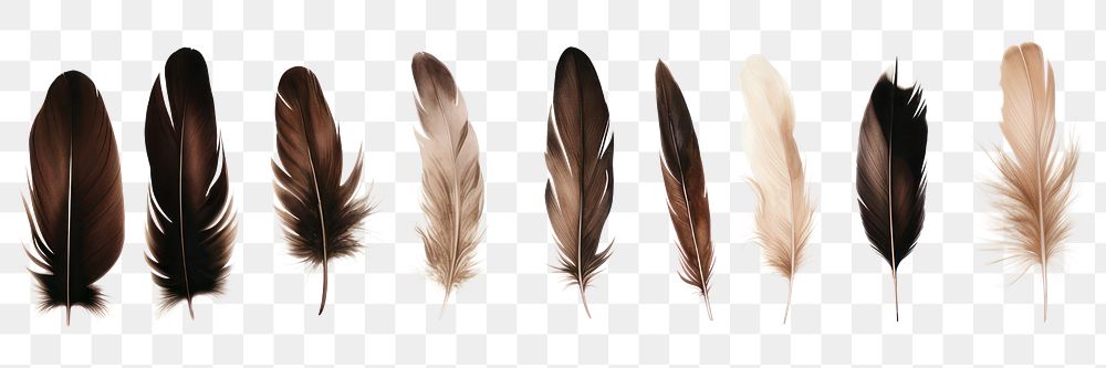 PNG Bird feathers brown white background lightweight.
