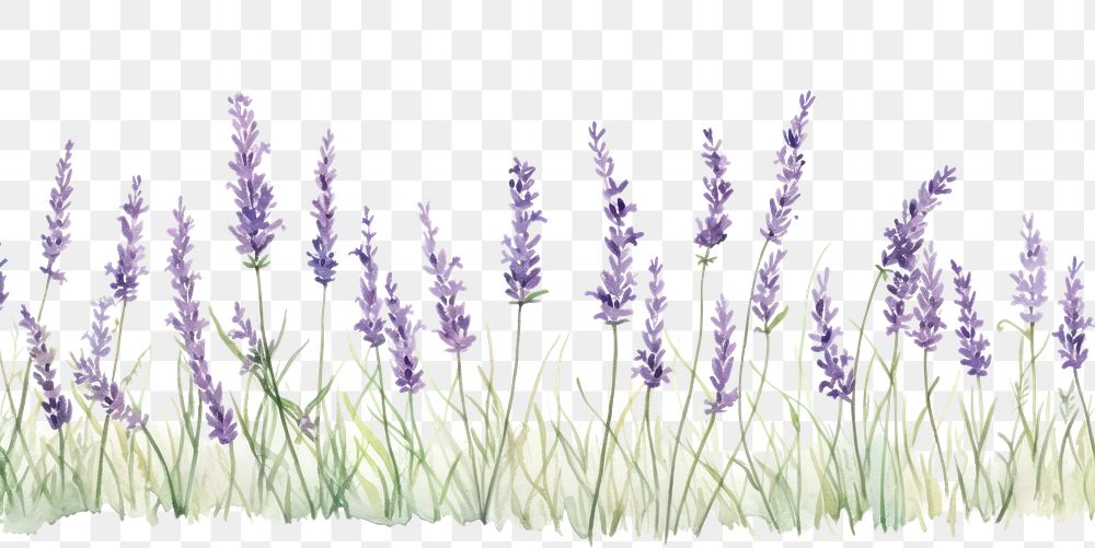 PNG Lavender flower plant white background.