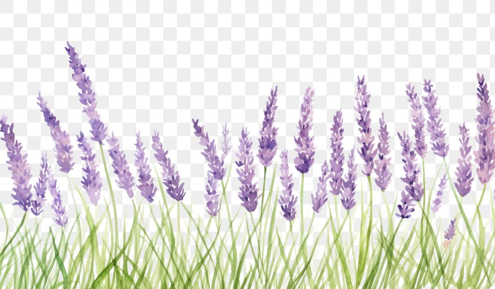 PNG Lavender backgrounds flower plant.