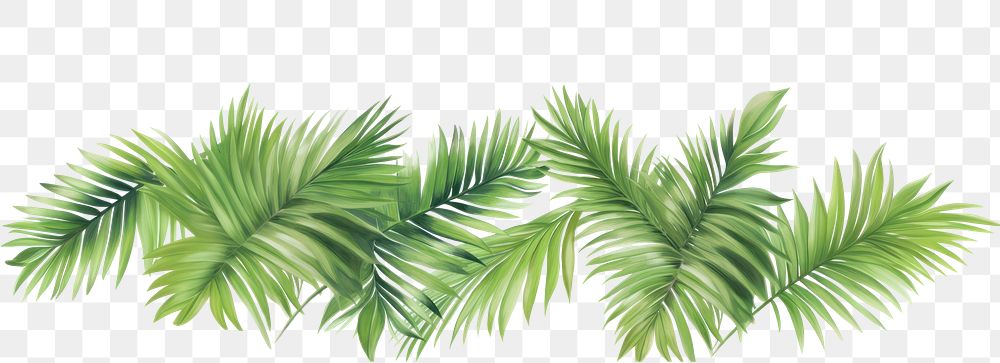 PNG Palm leaves nature plant green.