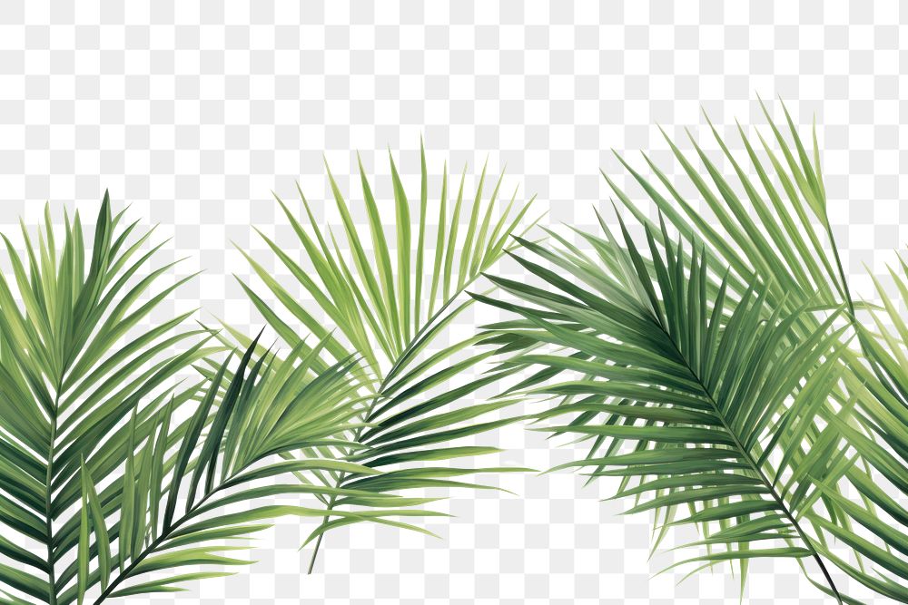 PNG Palm leaves backgrounds outdoors nature.