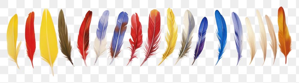 PNG Randomly placed feathers water white background lightweight.