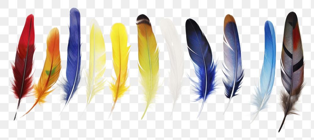 PNG Randomly placed feathers water white background lightweight.