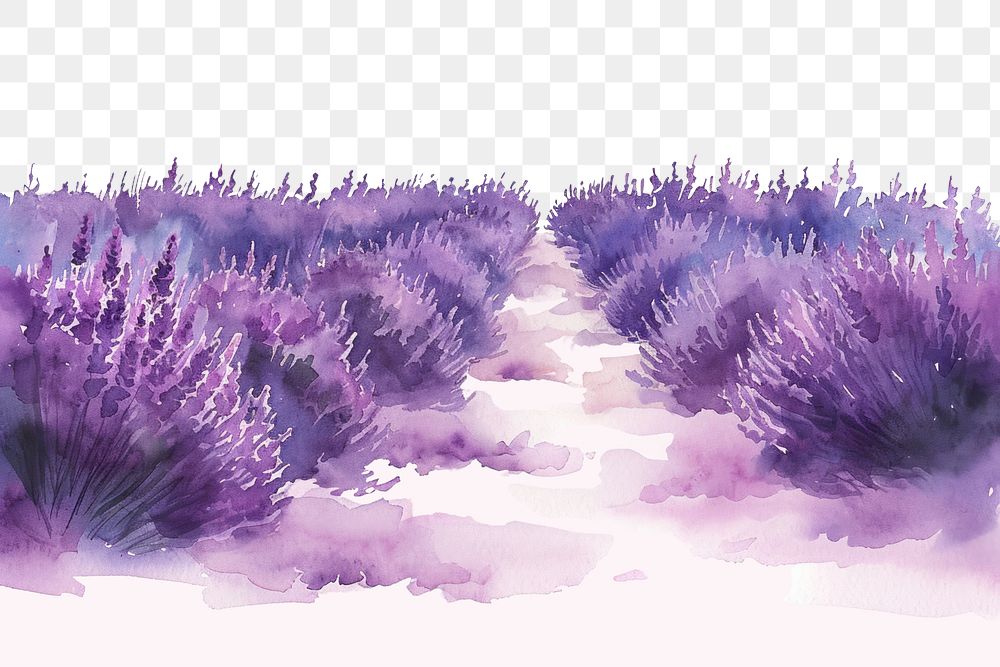 PNG  Lavender field purple flower plant.