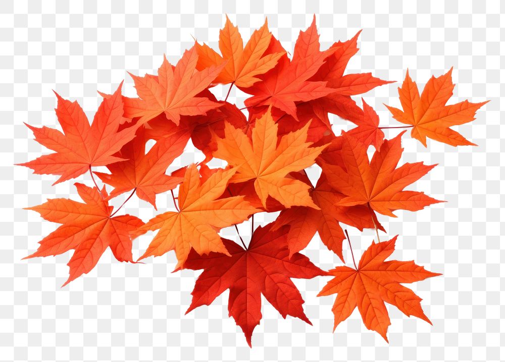 PNG Autumn leaves maple backgrounds plant.