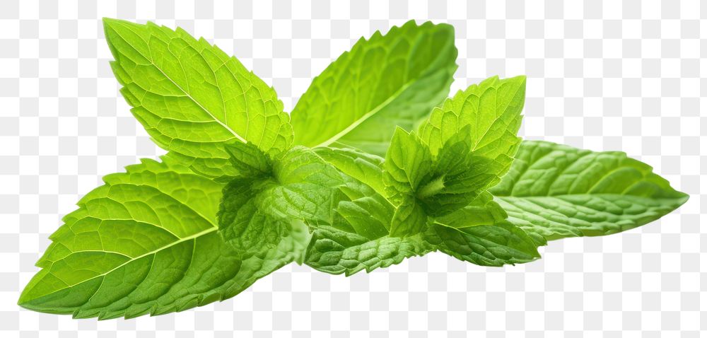 PNG Mint leave plant herbs leaf. AI generated Image by rawpixel.