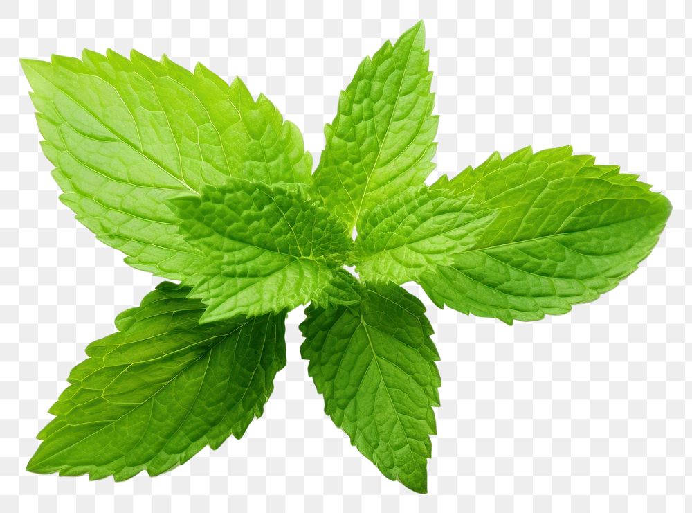 PNG A mint leave plant herbs leaf