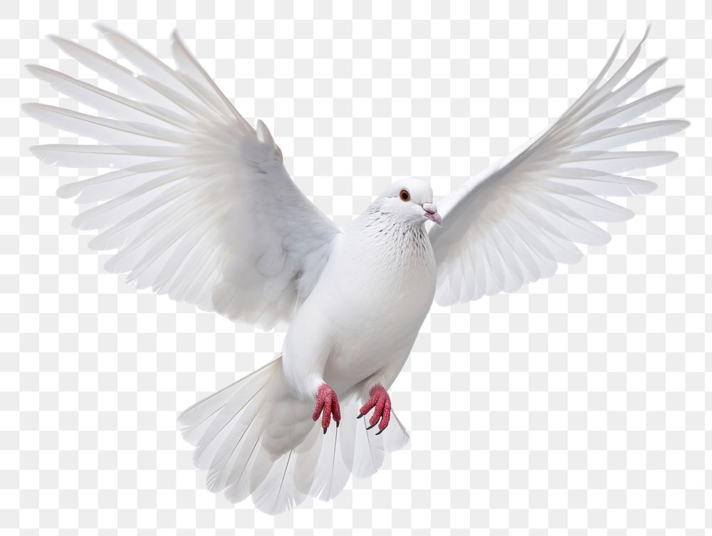 PNG White pigeon animal flying bird.